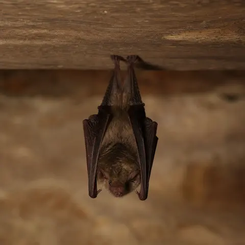 Brown bat hanging from an attic beam