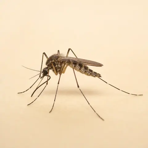 Close-up of a mosquito